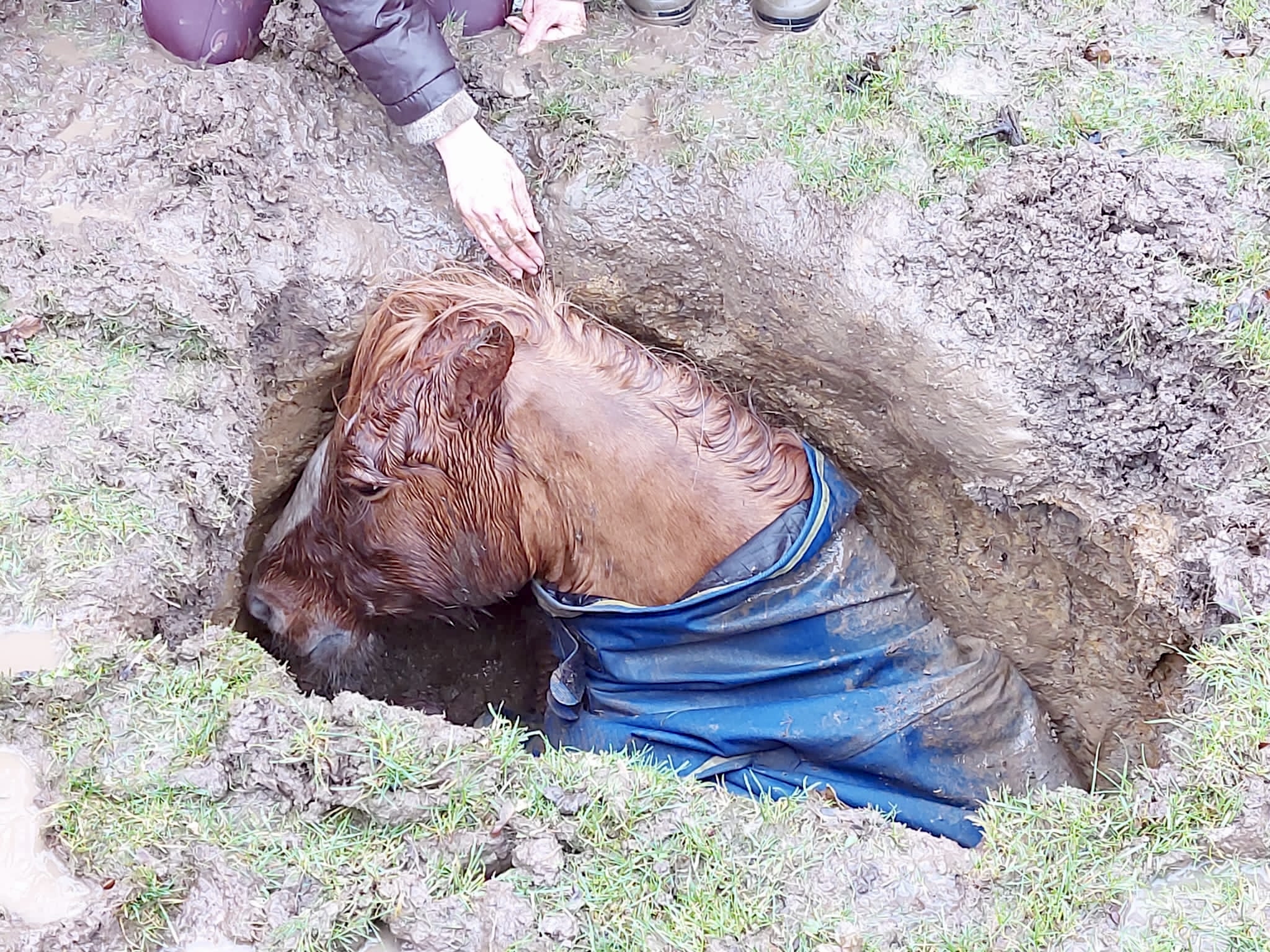 Prince the horse is rescued from a sink hole