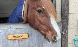 Prince the horse is safe and well