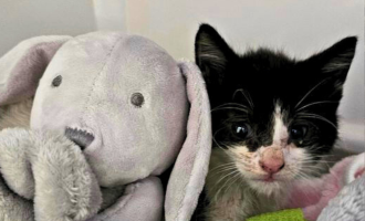 Ota the kitten in recovery 