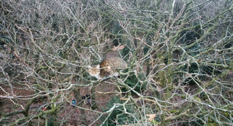 CAT STUCK IN TREE